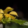 Fotografia 7 da espécie Lamium galeobdolon subesp. montanum do Jardim Botânico UTAD