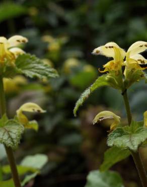 Fotografia 1 da espécie Lamium galeobdolon subesp. montanum no Jardim Botânico UTAD