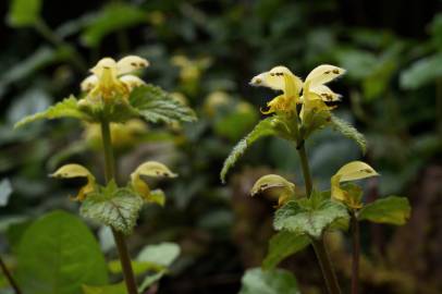 Fotografia da espécie Lamium galeobdolon subesp. montanum