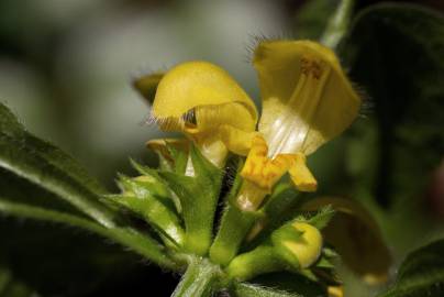 Fotografia da espécie Lamium galeobdolon subesp. montanum