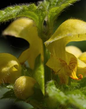 Fotografia 10 da espécie Lamium galeobdolon subesp. montanum no Jardim Botânico UTAD