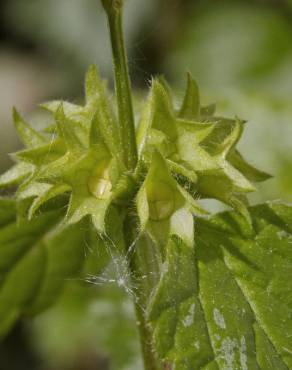 Fotografia 11 da espécie Lamium galeobdolon subesp. montanum no Jardim Botânico UTAD