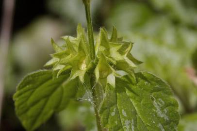 Fotografia da espécie Lamium galeobdolon subesp. montanum