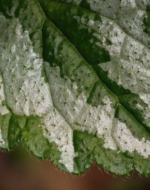 Fotografia 12 da espécie Lamium galeobdolon subesp. montanum no Jardim Botânico UTAD