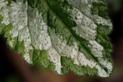 Fotografia da espécie Lamium galeobdolon subesp. montanum