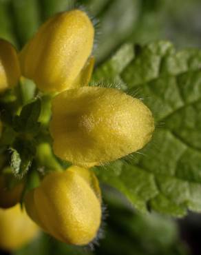 Fotografia 14 da espécie Lamium galeobdolon subesp. montanum no Jardim Botânico UTAD