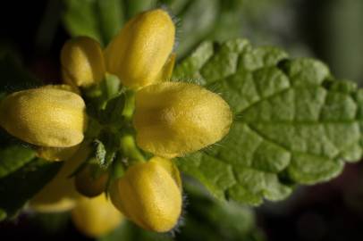 Fotografia da espécie Lamium galeobdolon subesp. montanum