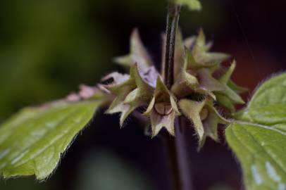 Fotografia da espécie Lamium galeobdolon subesp. montanum