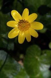 Fotografia da espécie Ranunculus ficaria subesp. ficaria