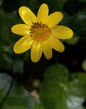 Fotografia 8 da espécie Ranunculus ficaria subesp. ficaria no Jardim Botânico UTAD