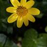 Fotografia 8 da espécie Ranunculus ficaria subesp. ficaria do Jardim Botânico UTAD