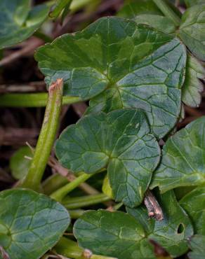 Fotografia 9 da espécie Ranunculus ficaria subesp. ficaria no Jardim Botânico UTAD