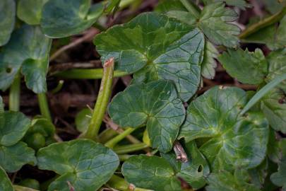 Fotografia da espécie Ranunculus ficaria subesp. ficaria