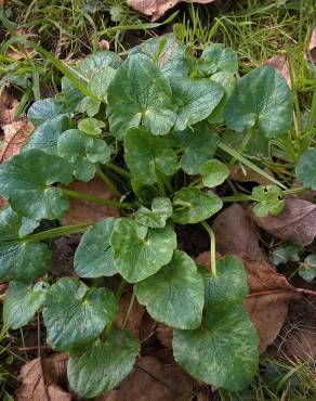 Fotografia 10 da espécie Ranunculus ficaria subesp. ficaria no Jardim Botânico UTAD