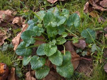 Fotografia da espécie Ranunculus ficaria subesp. ficaria