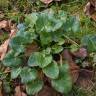 Fotografia 10 da espécie Ranunculus ficaria subesp. ficaria do Jardim Botânico UTAD