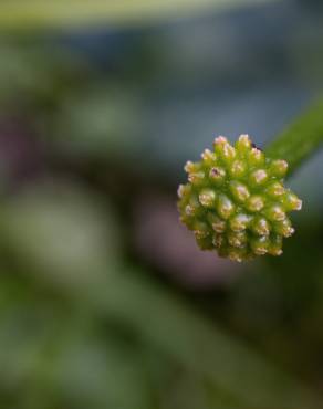 Fotografia 11 da espécie Ranunculus ficaria subesp. ficaria no Jardim Botânico UTAD