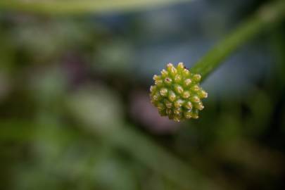 Fotografia da espécie Ranunculus ficaria subesp. ficaria