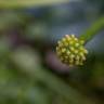 Fotografia 11 da espécie Ranunculus ficaria subesp. ficaria do Jardim Botânico UTAD