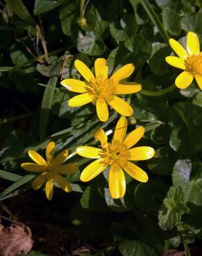 Fotografia 12 da espécie Ranunculus ficaria subesp. ficaria no Jardim Botânico UTAD