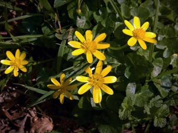 Fotografia da espécie Ranunculus ficaria subesp. ficaria