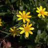 Fotografia 12 da espécie Ranunculus ficaria subesp. ficaria do Jardim Botânico UTAD