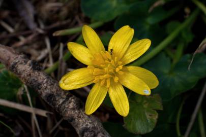 Fotografia da espécie Ranunculus ficaria subesp. ficaria