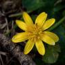 Fotografia 13 da espécie Ranunculus ficaria subesp. ficaria do Jardim Botânico UTAD