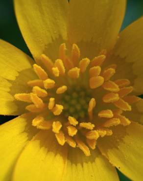 Fotografia 14 da espécie Ranunculus ficaria subesp. ficaria no Jardim Botânico UTAD