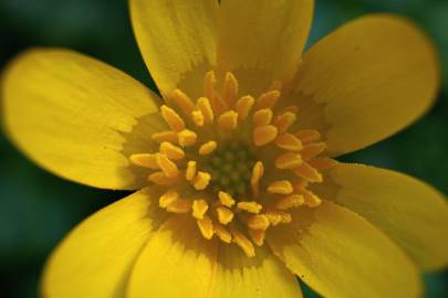 Fotografia da espécie Ranunculus ficaria subesp. ficaria