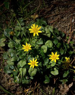 Fotografia 15 da espécie Ranunculus ficaria subesp. ficaria no Jardim Botânico UTAD