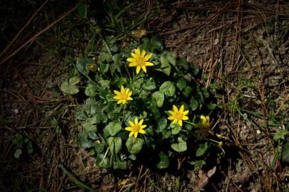 Fotografia da espécie Ranunculus ficaria subesp. ficaria