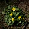 Fotografia 15 da espécie Ranunculus ficaria subesp. ficaria do Jardim Botânico UTAD