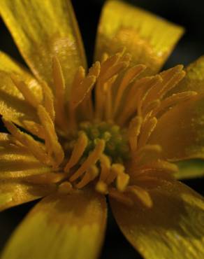 Fotografia 16 da espécie Ranunculus ficaria subesp. ficaria no Jardim Botânico UTAD
