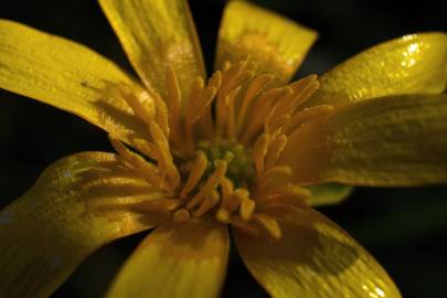Fotografia da espécie Ranunculus ficaria subesp. ficaria