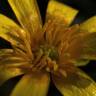 Fotografia 16 da espécie Ranunculus ficaria subesp. ficaria do Jardim Botânico UTAD