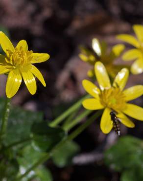 Fotografia 17 da espécie Ranunculus ficaria subesp. ficaria no Jardim Botânico UTAD