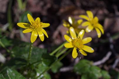 Fotografia da espécie Ranunculus ficaria subesp. ficaria