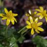 Fotografia 17 da espécie Ranunculus ficaria subesp. ficaria do Jardim Botânico UTAD