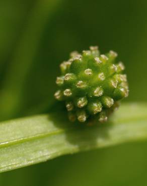 Fotografia 18 da espécie Ranunculus ficaria subesp. ficaria no Jardim Botânico UTAD