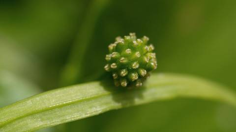 Fotografia da espécie Ranunculus ficaria subesp. ficaria