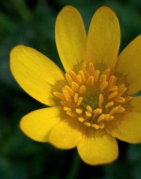 Fotografia 19 da espécie Ranunculus ficaria subesp. ficaria no Jardim Botânico UTAD