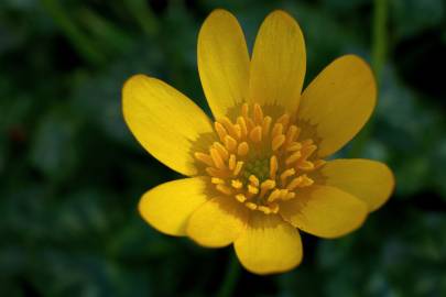 Fotografia da espécie Ranunculus ficaria subesp. ficaria