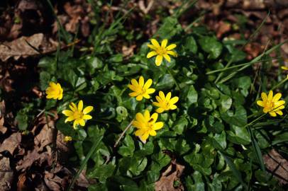 Fotografia da espécie Ranunculus ficaria subesp. ficaria