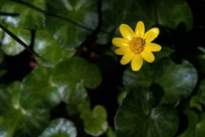 Fotografia da espécie Ranunculus ficaria subesp. ficaria