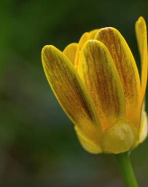 Fotografia 22 da espécie Ranunculus ficaria subesp. ficaria no Jardim Botânico UTAD