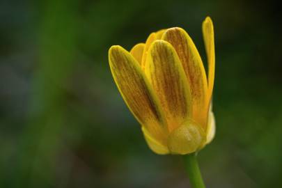 Fotografia da espécie Ranunculus ficaria subesp. ficaria