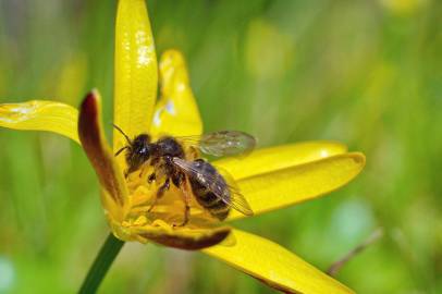 Fotografia da espécie Ranunculus ficaria subesp. ficaria