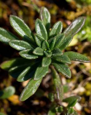 Fotografia 8 da espécie Iberis procumbens subesp. procumbens no Jardim Botânico UTAD