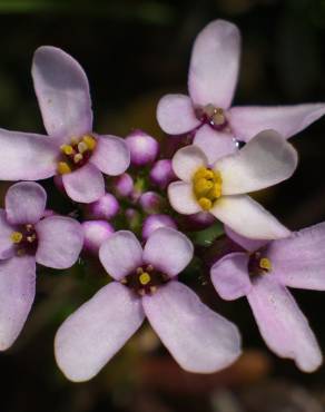 Fotografia 11 da espécie Iberis procumbens subesp. procumbens no Jardim Botânico UTAD